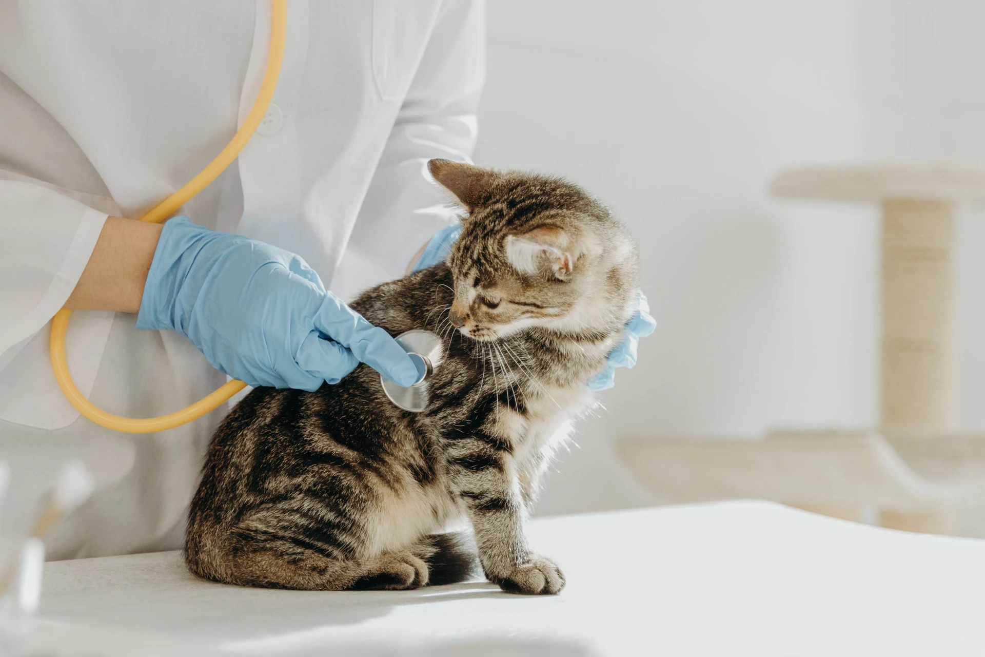 A veterinarian listens to the heartbeat of a kitten with a stethoscope in the clinic.