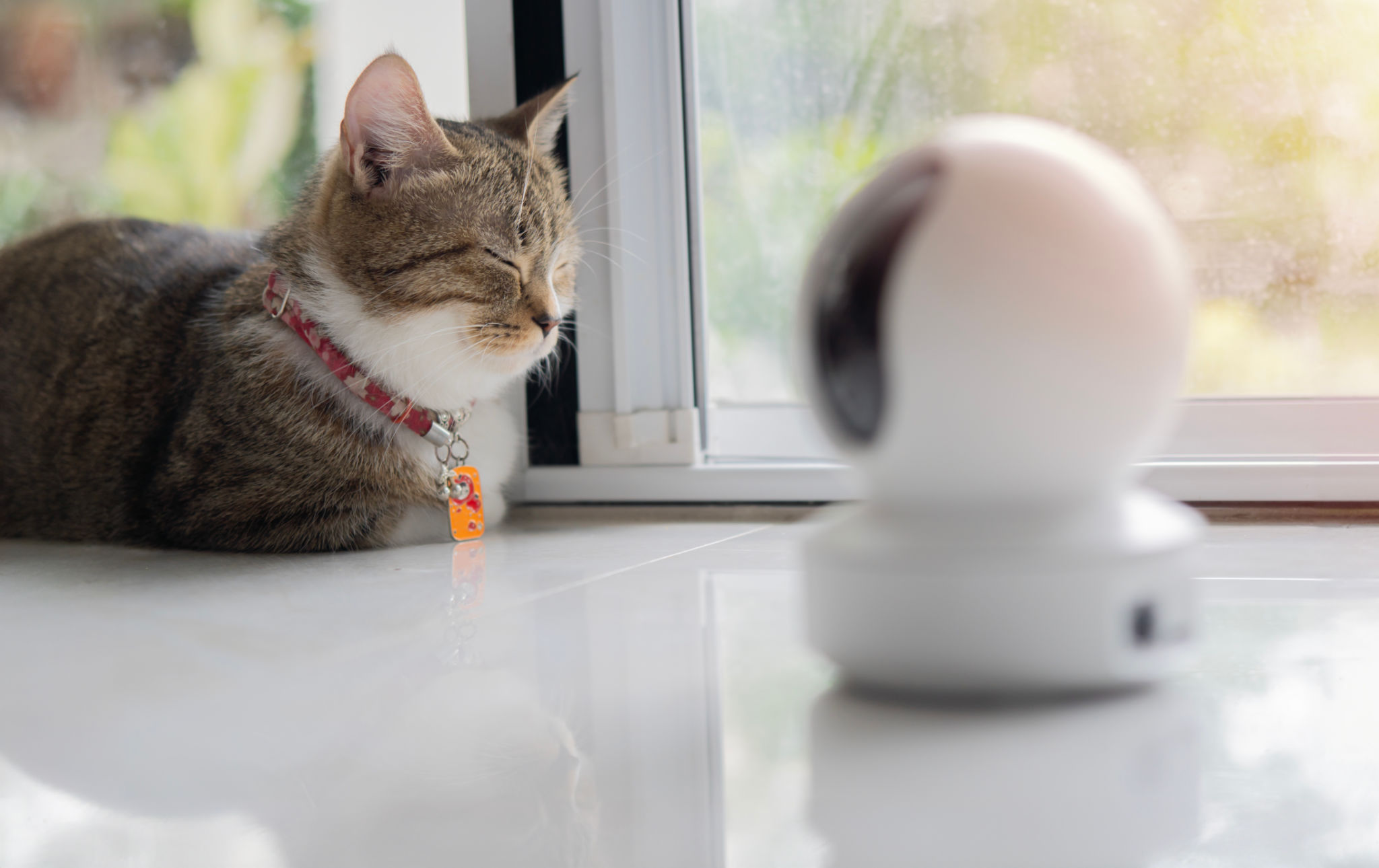 Shot of cat lying on the floor and sleep at living room with home surveillance camera.